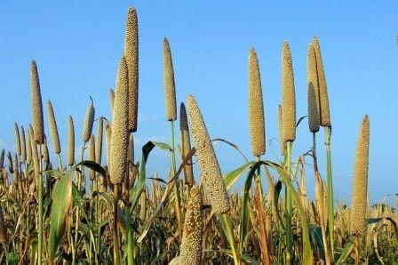 Bajra(Pearl Millet/Cumbu)