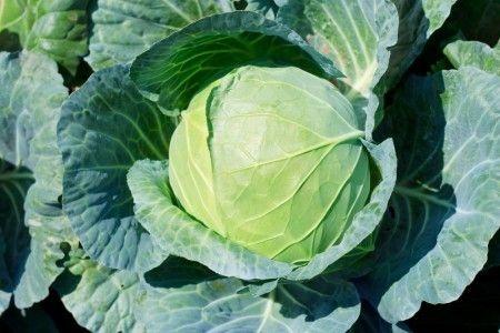 Cabbage