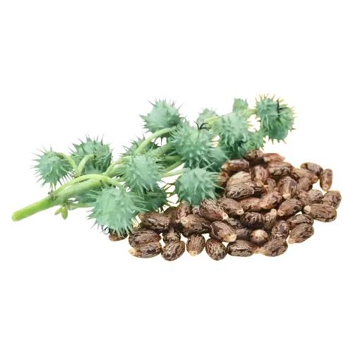 Castor Seed