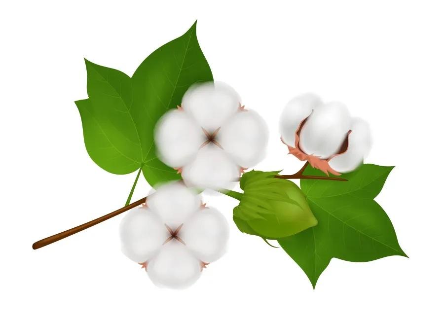 Cotton mandi bhav today - APMC price | BajarBhav.in