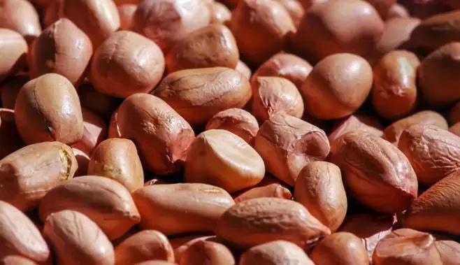 Ground Nut Seed
