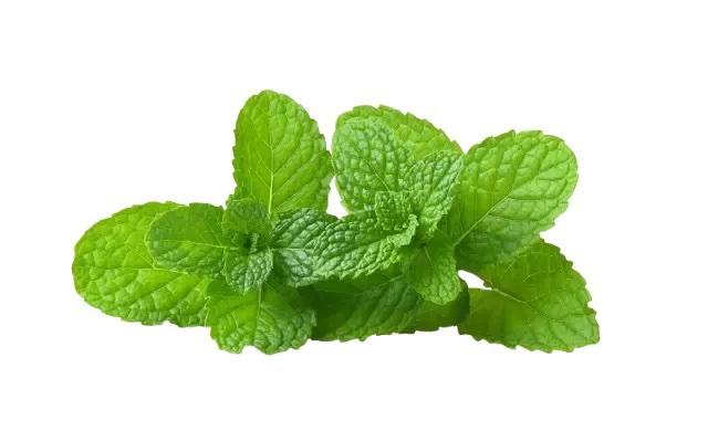 Mint(Pudina)