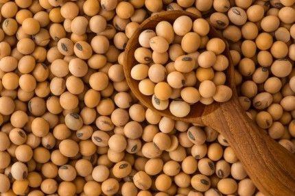 Soybean