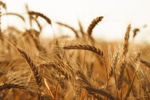 Wheat