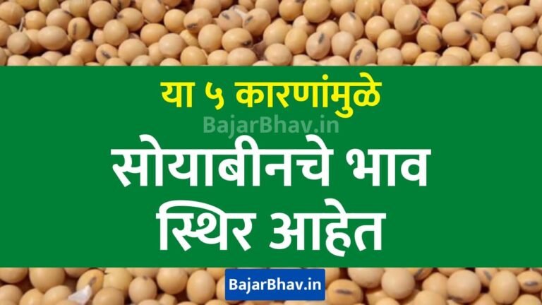 Therefore market prices of soybeans have remained stable